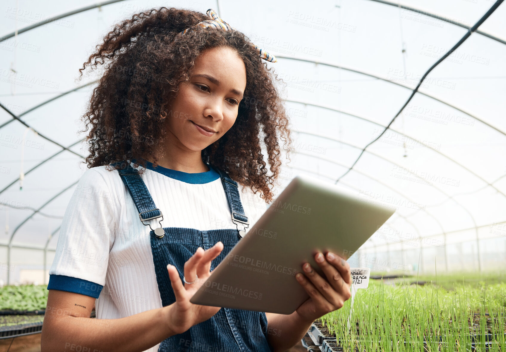 Buy stock photo Cropped shot of an attractive young woman using a tablet while working in a greenhouse on a farm