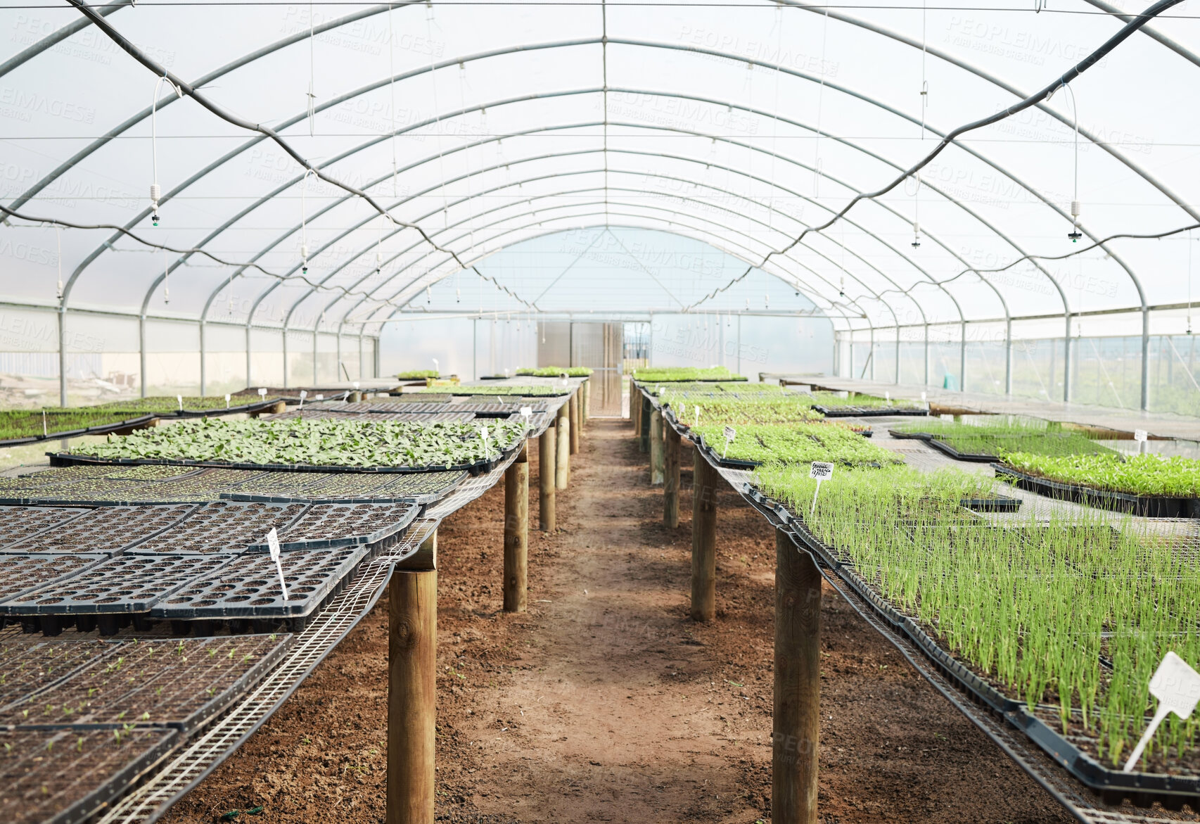 Buy stock photo Agriculture, seedlings and plants in tray in greenhouse for food production, sustainable growth and farming. Empty botanical garden, sprout and progress for crops development or eco friendly business