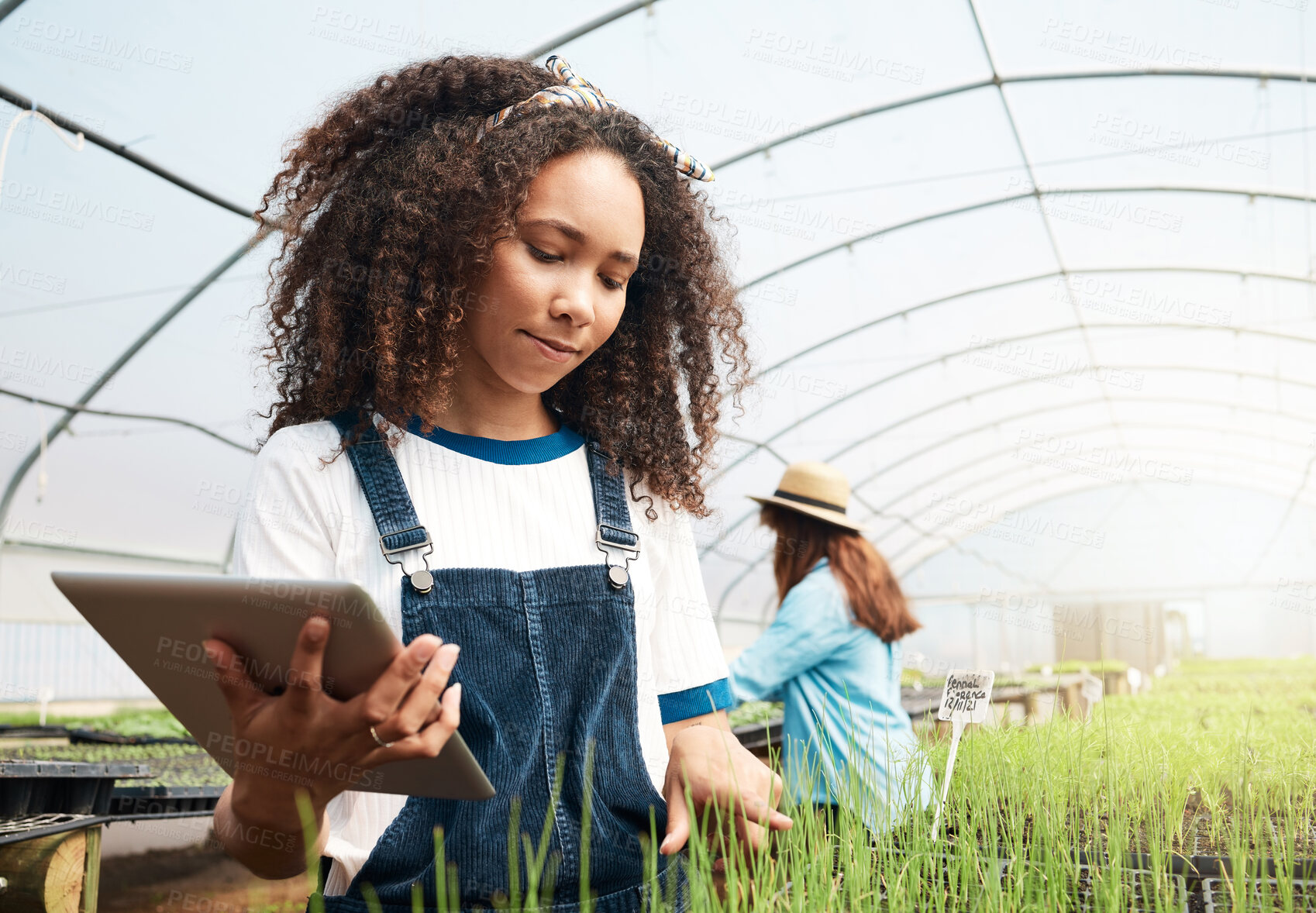 Buy stock photo Cropped shot of an attractive young woman using a tablet while working in a greenhouse on a farm