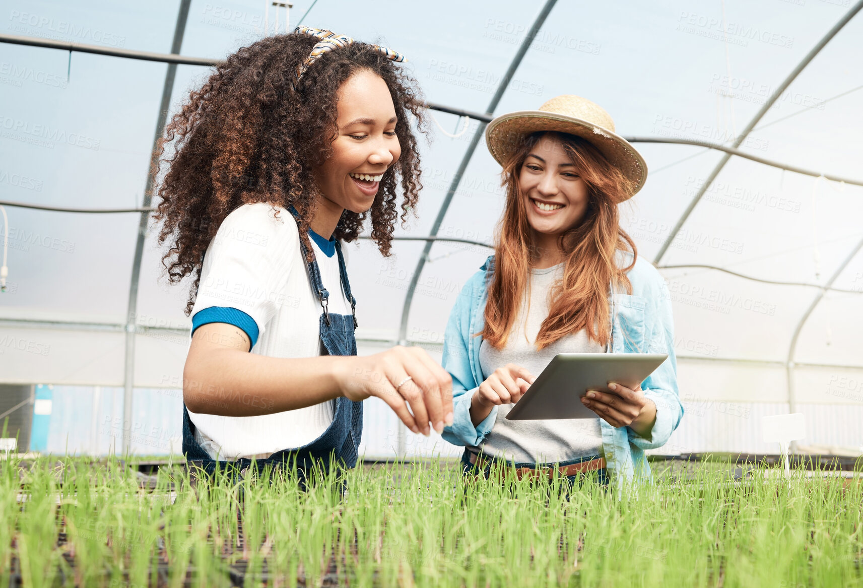 Buy stock photo Cropped shot of two attractive young women using a tablet while working in a greenhouse on a farm