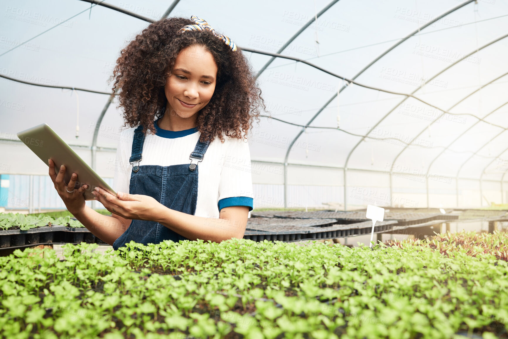 Buy stock photo Inspection, plants and woman with tablet in greenhouse for sapling health, quality control and online report. Sustainable business, farmer and agriculture app for growth progress and food production