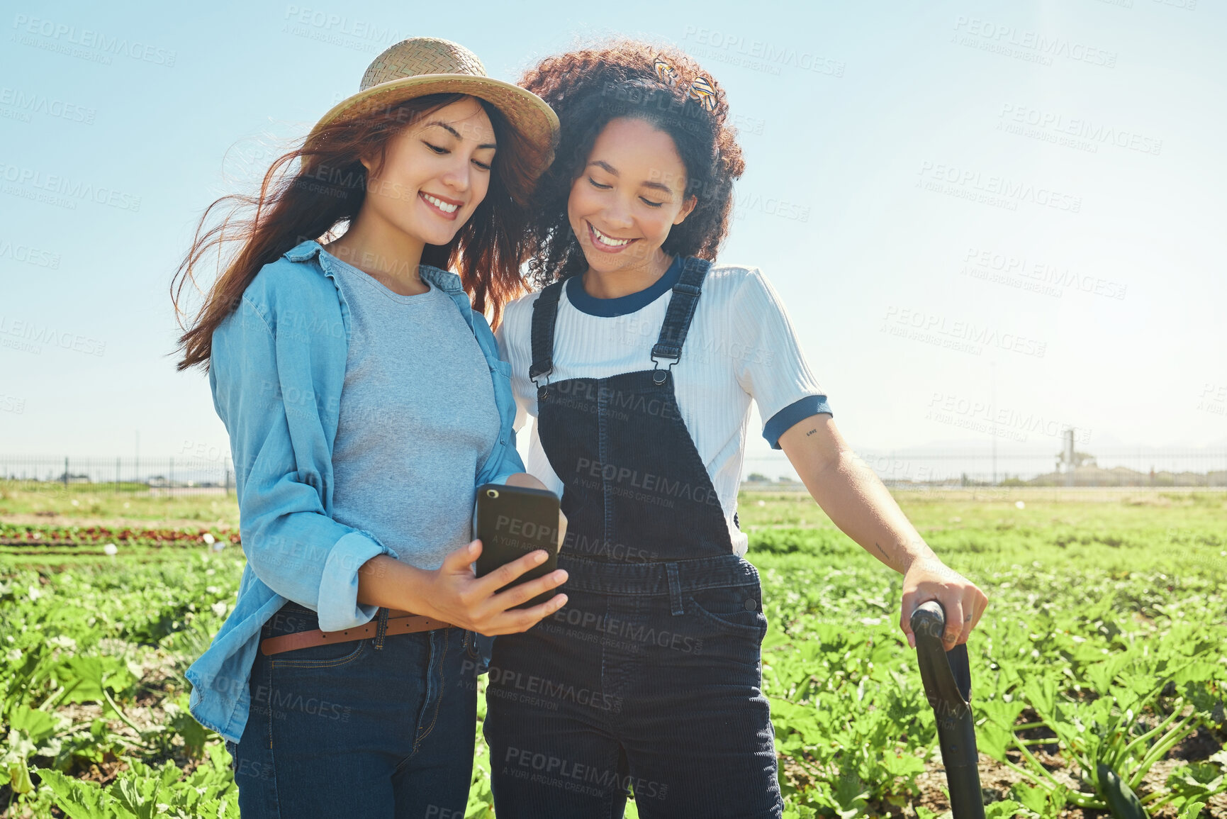 Buy stock photo Shot of two female farmers looking a cellphone while harvesting