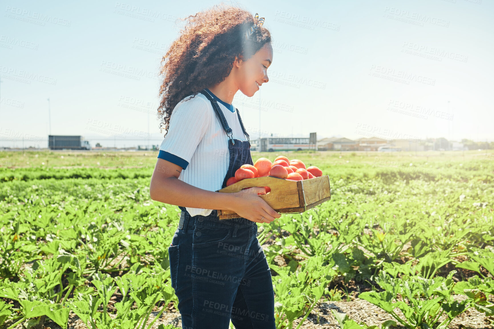 Buy stock photo Shot of a female farmer holding a crate of freshly harvested tomatoes