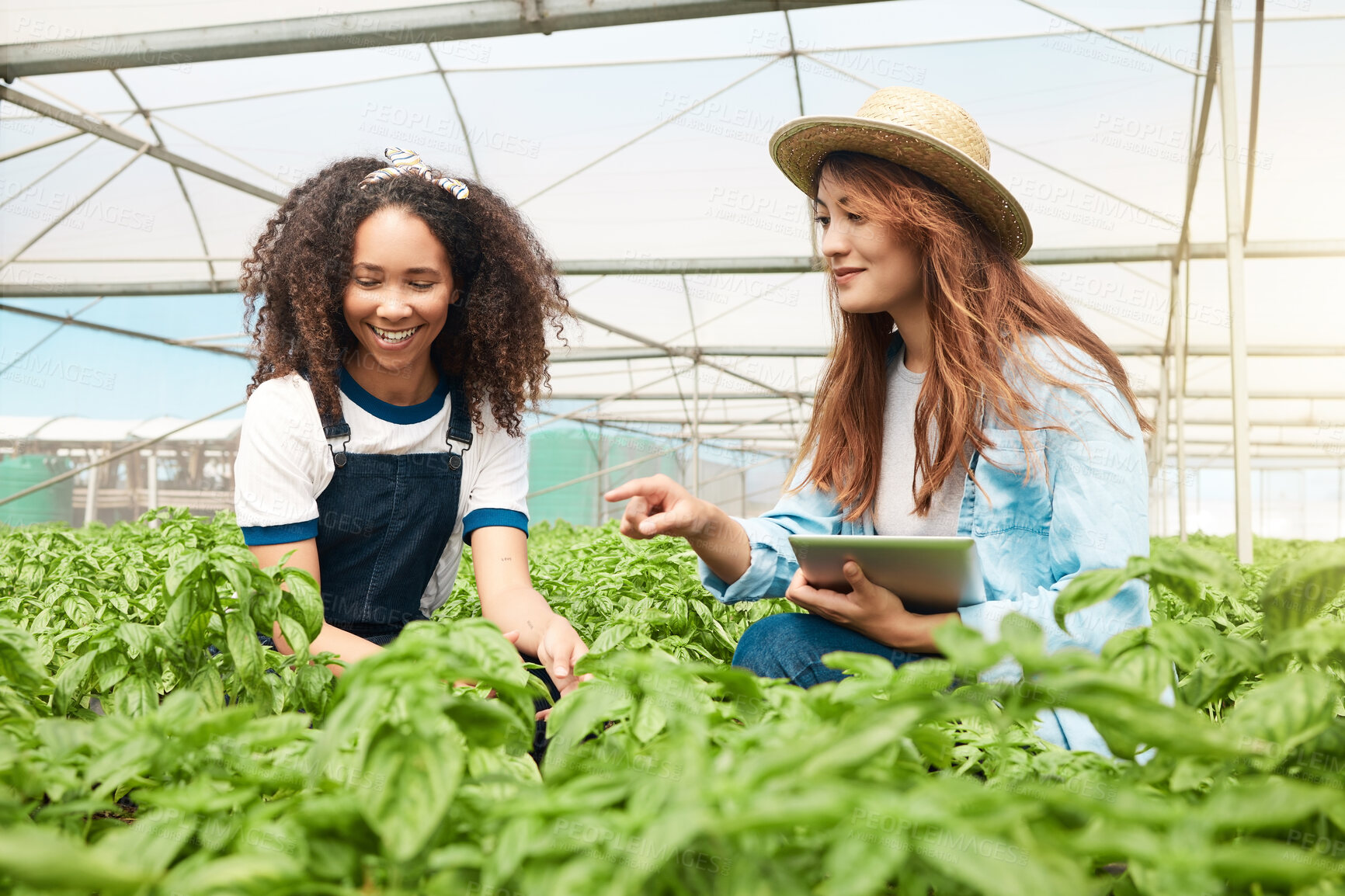 Buy stock photo Shot of two young women tending to crops while working on a farm