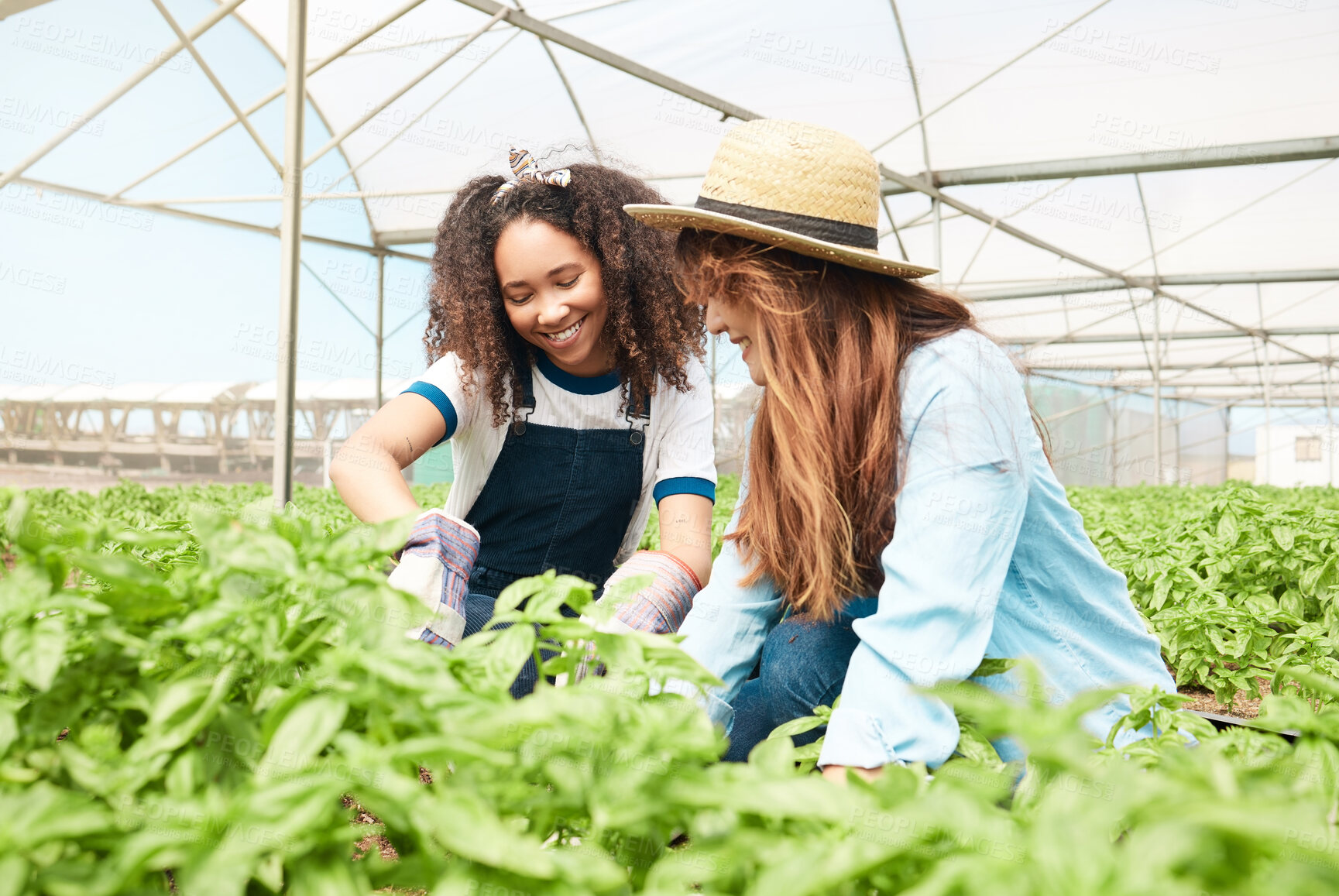 Buy stock photo Shot of two young women tending to crops while working on a farm