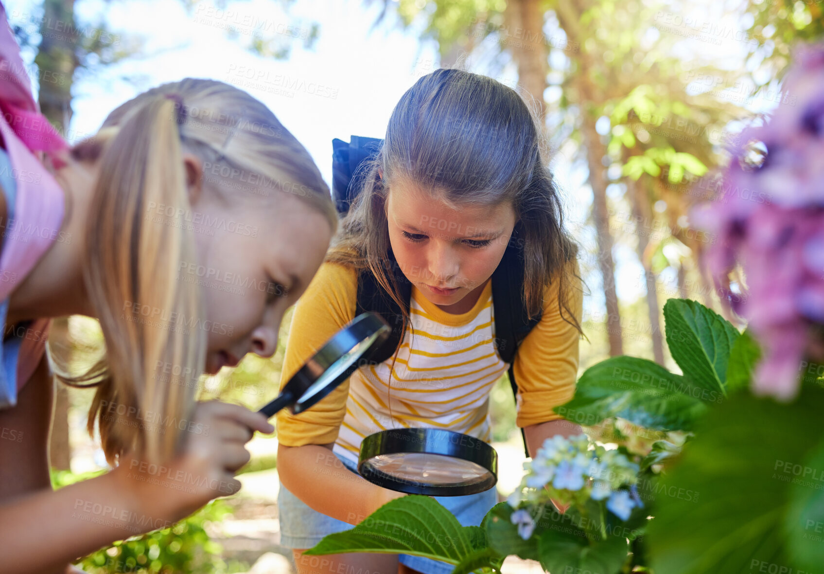 Buy stock photo Learning, magnifying glass and girls with leaf outdoor for looking at plants together. Education, children and magnifier lens to look at flowers exploring nature, forest or garden on school trip.