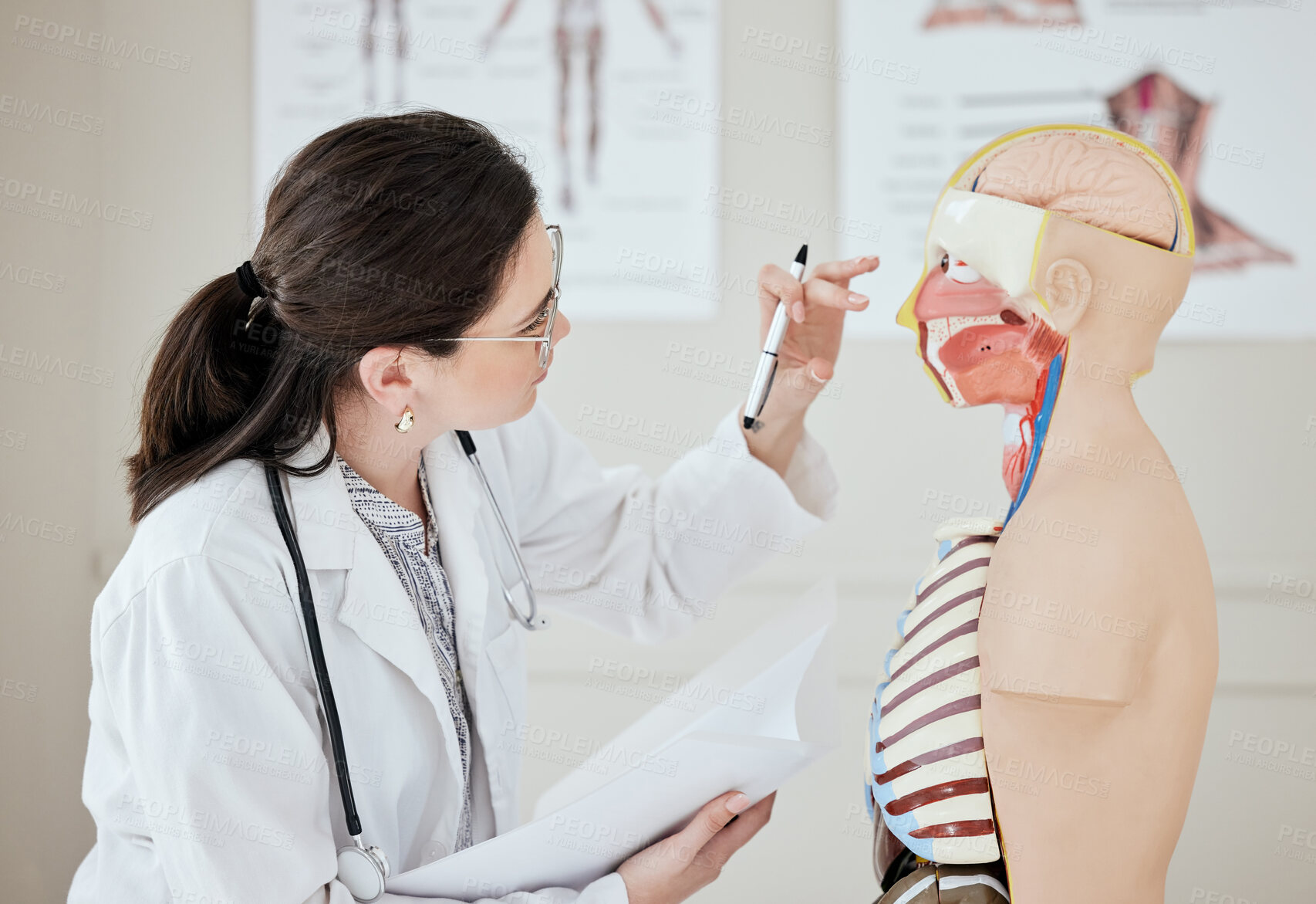 Buy stock photo Woman, doctor and mannequin with test for anatomy, studying or learning human system at hospital. Female person, medical employee or student with dummy, model or prototype for examination or exam