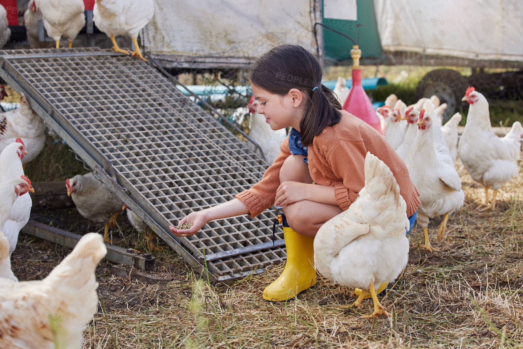 Buy stock photo Shot of an adorable little girl helping out on a poultry farm