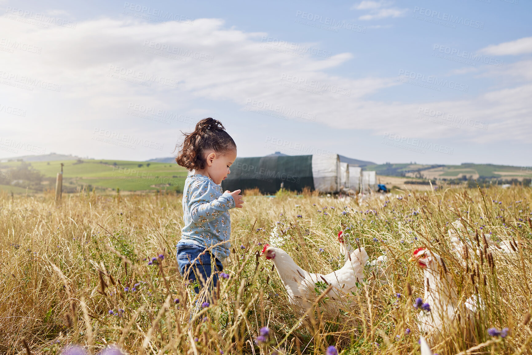 Buy stock photo Shot of an adorable little girl playing on a poultry farm