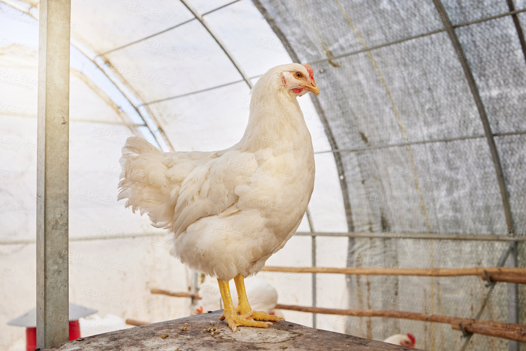 Buy stock photo Shot of a hen on a poultry farm
