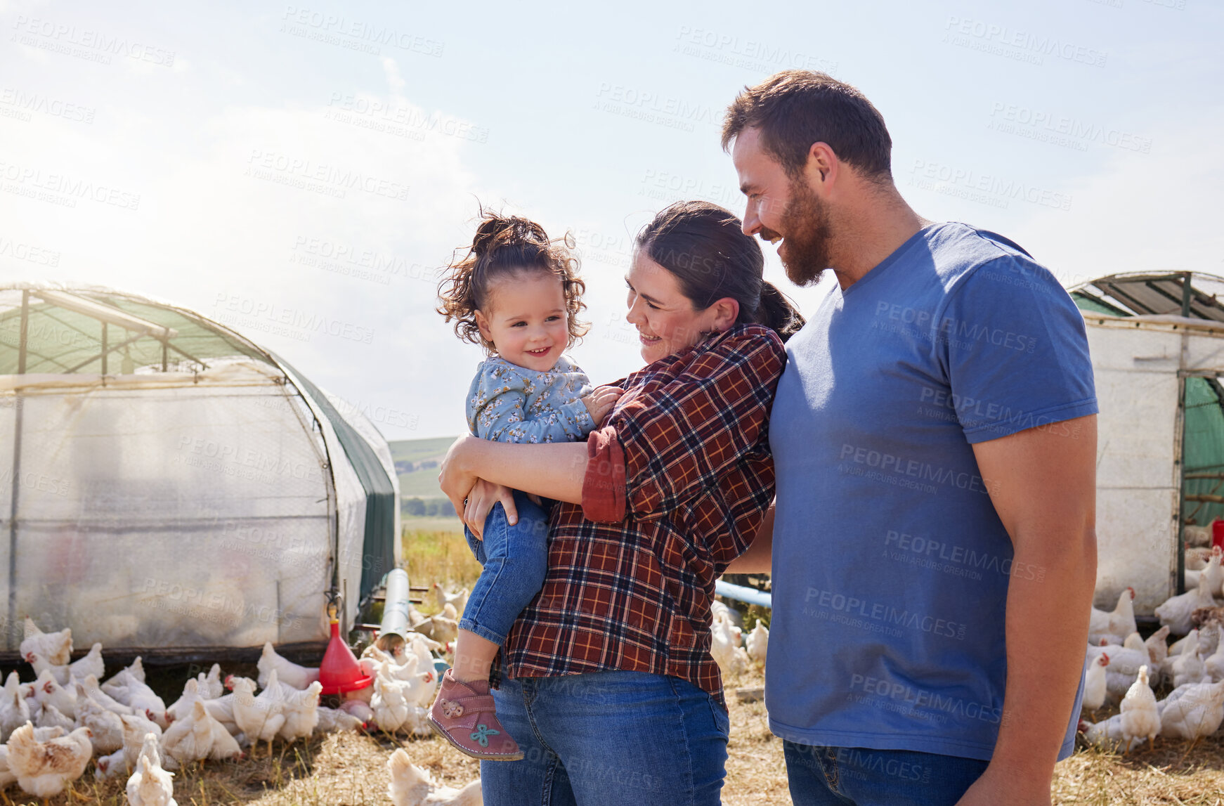 Buy stock photo Farm, chicken and parents with child in field for sustainability, livestock and poultry. Agriculture, nature and mom, dad and girl with free range birds for protein, food industry and animal ranch