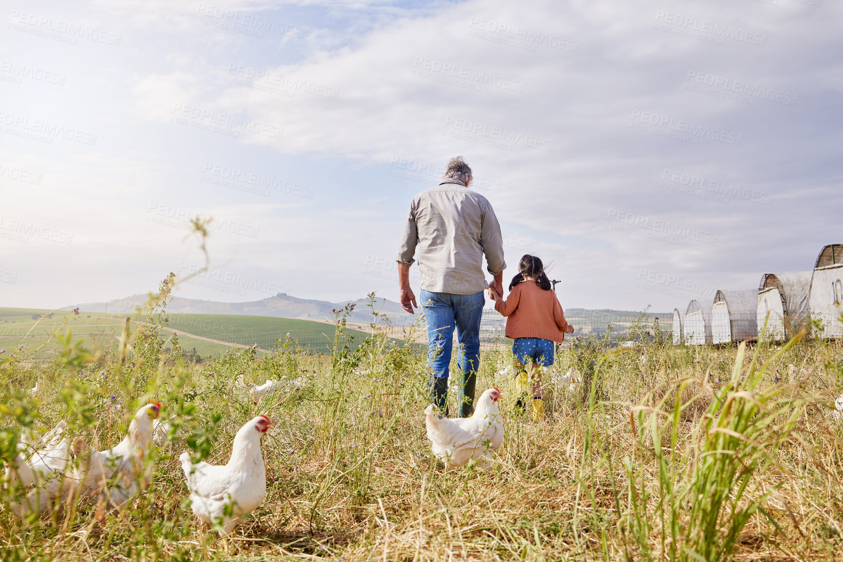 Buy stock photo Grandfather, child and walk with holding hands on farm for bonding, agriculture education and animal care. Back, family and chicken of poultry farming, learning and sustainable harvest in countryside