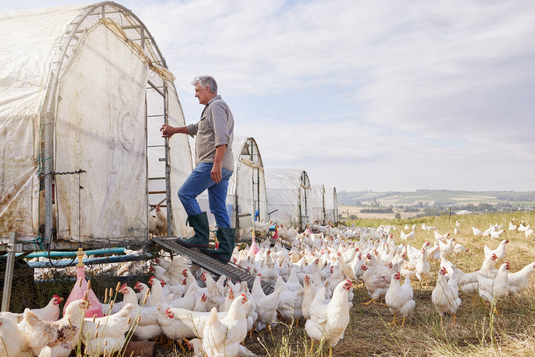 Buy stock photo Shot of a mature man working on a poultry farm