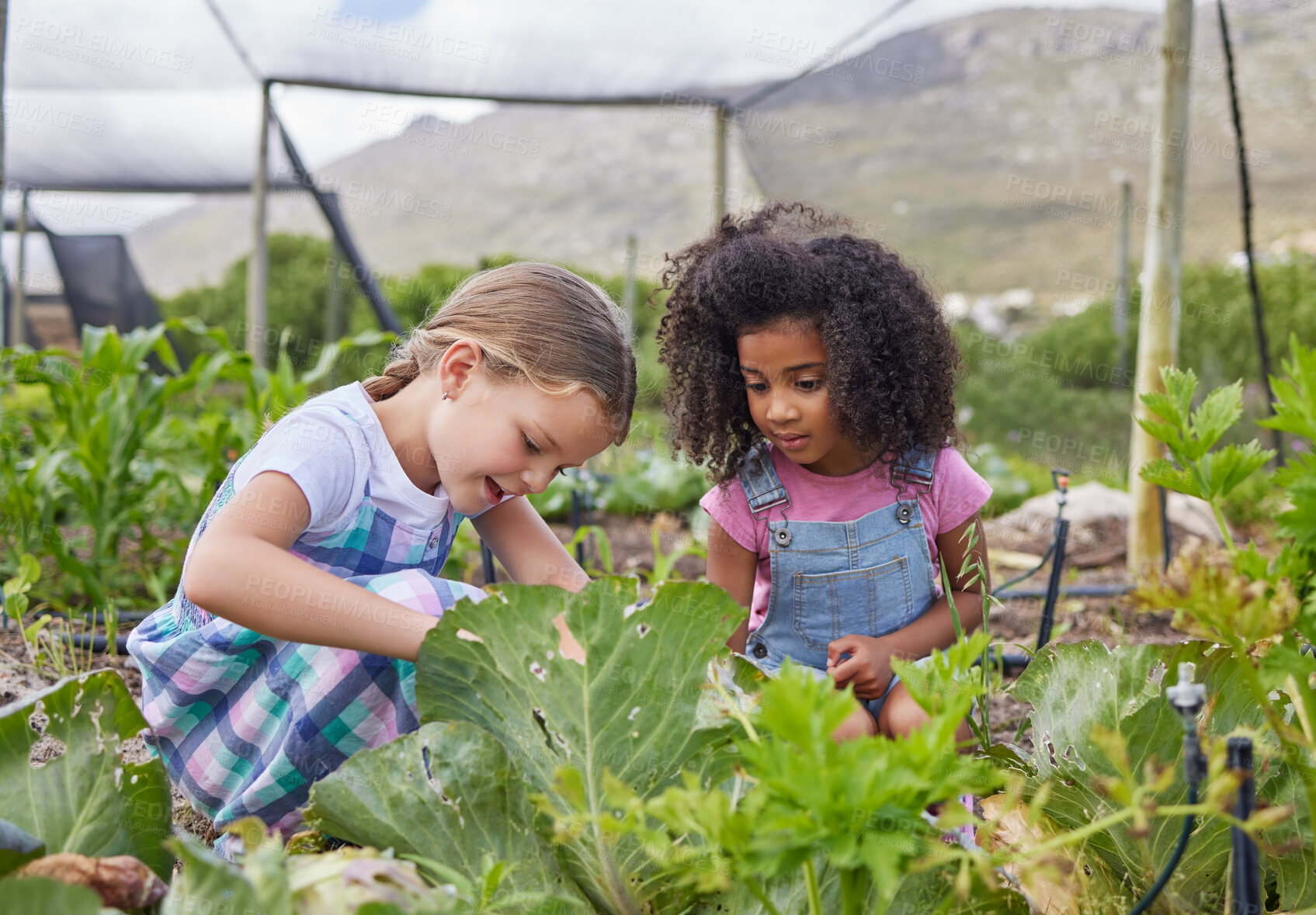 Buy stock photo Full length shot of two adorable little kids working on a farm