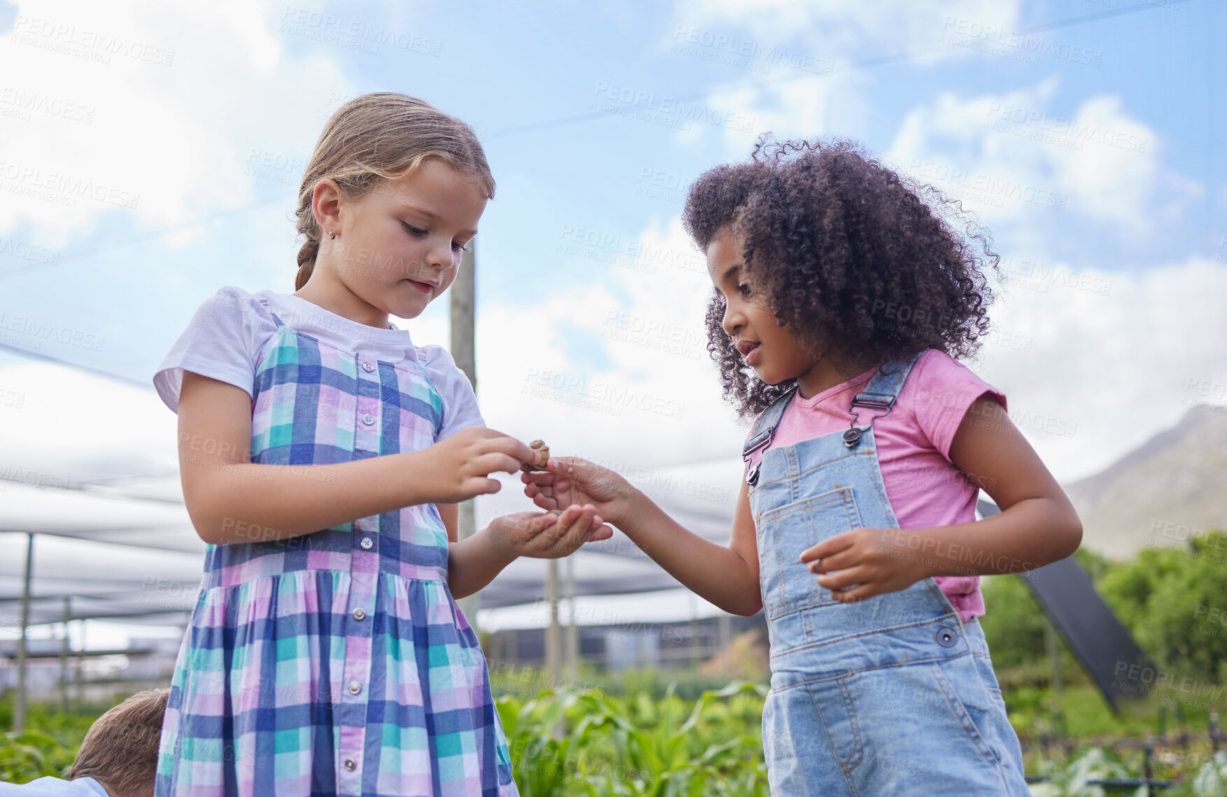 Buy stock photo Field trip, learning and snail with school girls on farm for agricultural sustainability in countryside. Curiosity, discovery or education and child friends with mollusk for exploration of ecosystem