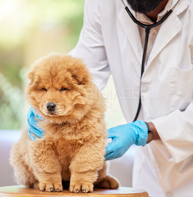 Buy stock photo Man hands, puppy health and vet for clinic, medical and animal support with gloves. Pet, expert exam and veterinarian employee with a cute dog and professional with chow chow dogs care at job