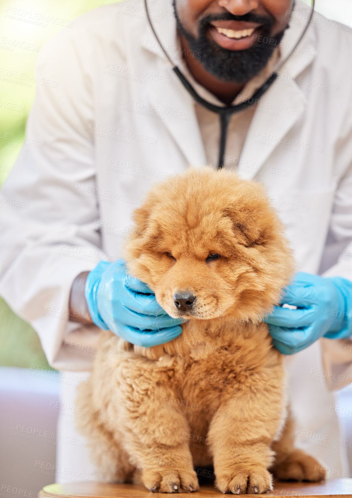 Buy stock photo Man, vet and check of puppy at clinic, medical and animal support with a smile. Happy, African male person expert and veterinarian with a cute chow chow dog and professional with care at job