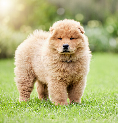 Buy stock photo Shot of a cute chow chow dog on the lawn outdoors