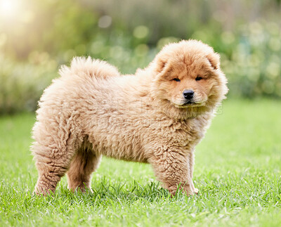 Buy stock photo Cute, pets and grass with portrait of dog on backyard lawn for animals, fluffy and mammal. Summer, environment and nature with chow chow puppy on outdoor field for playful, relax and purebred