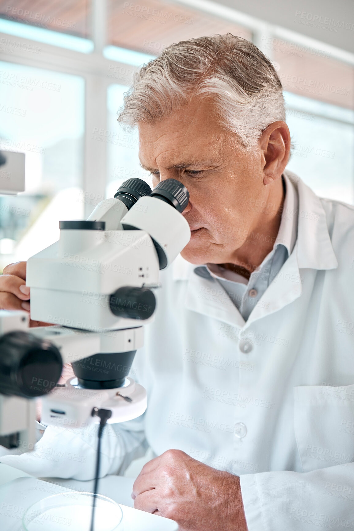 Buy stock photo Microscope, science and doctor man in laboratory for breakthrough, experiment or investigation. Analysis, research and sample with mature scientist working on innovation for pharmaceutical vaccine