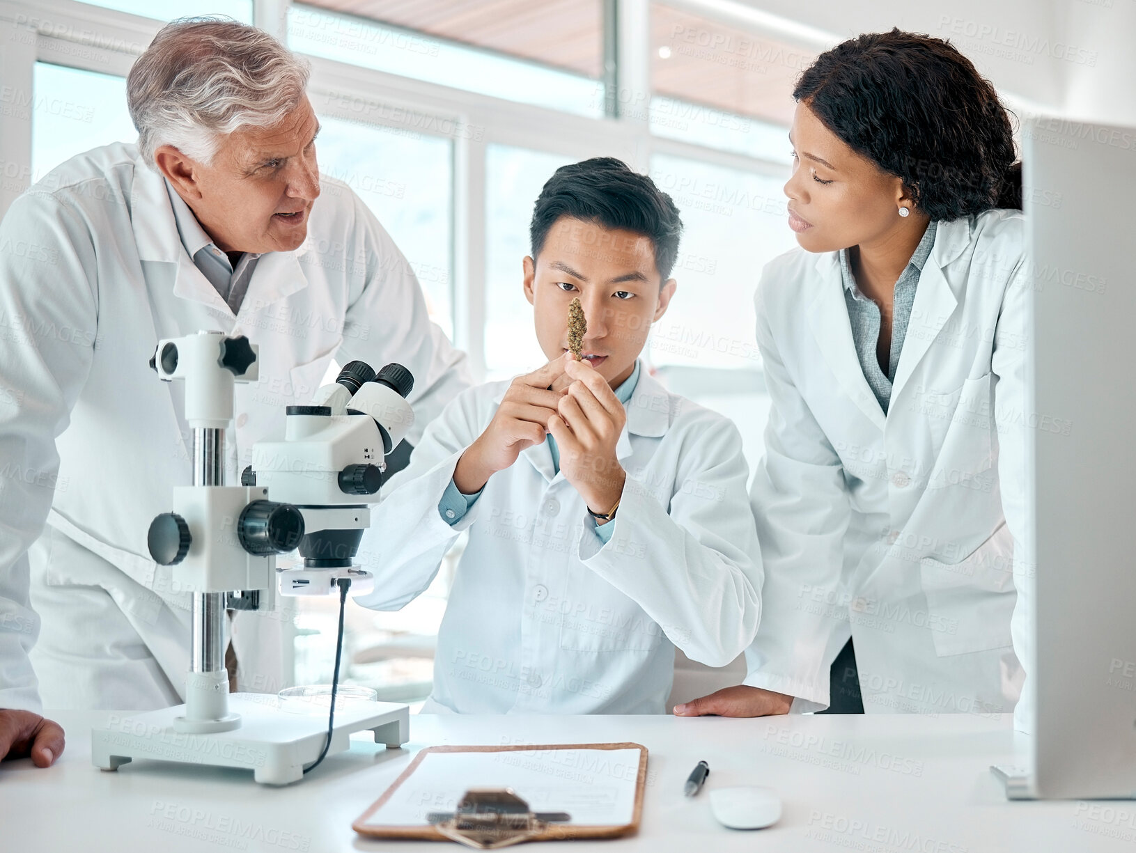 Buy stock photo Scientist, cannabis and people in laboratory for research, development or medical experiment. Team, analysis and discussion with weed sample for knowledge, investigation and pharmaceutical innovation