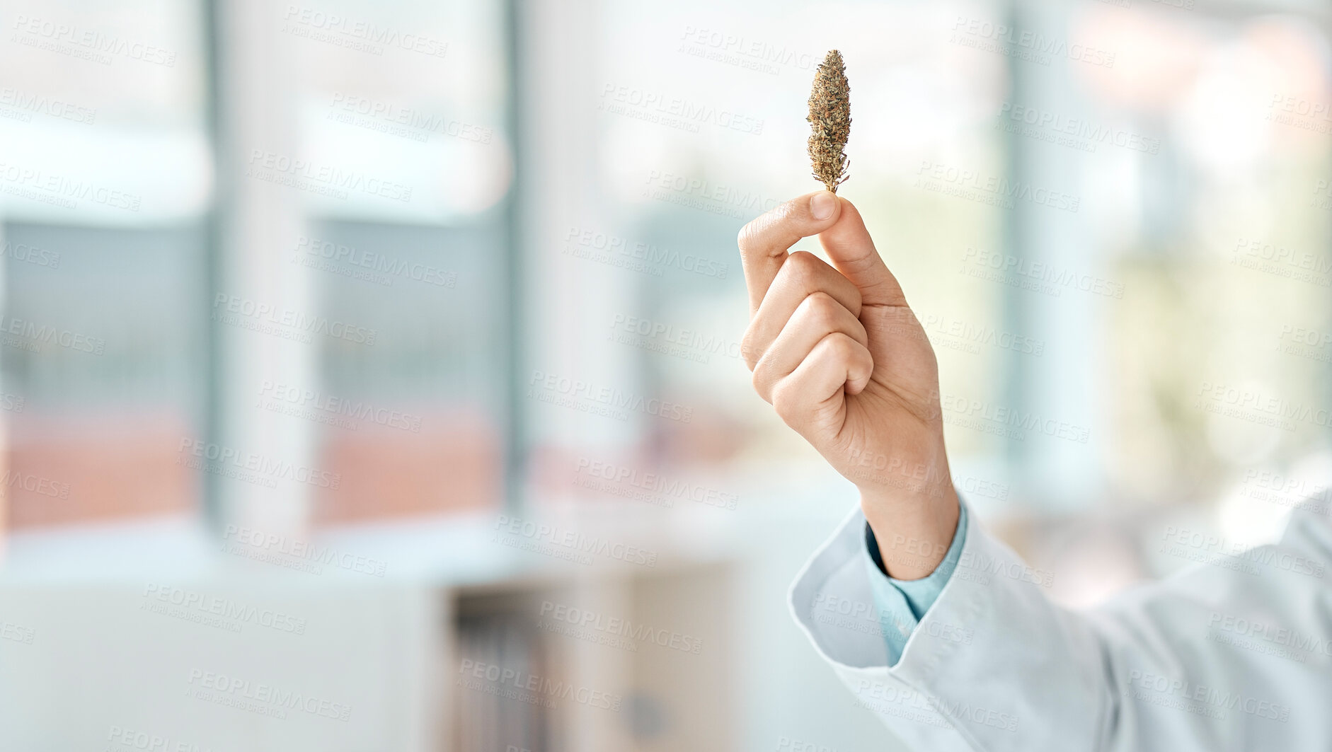 Buy stock photo Hand, marijuana bud and laboratory for medical research, science and specimen in pharmaceutical or medicine. Person, cannabis and sample for innovation in healthcare, pathology or chemistry for study