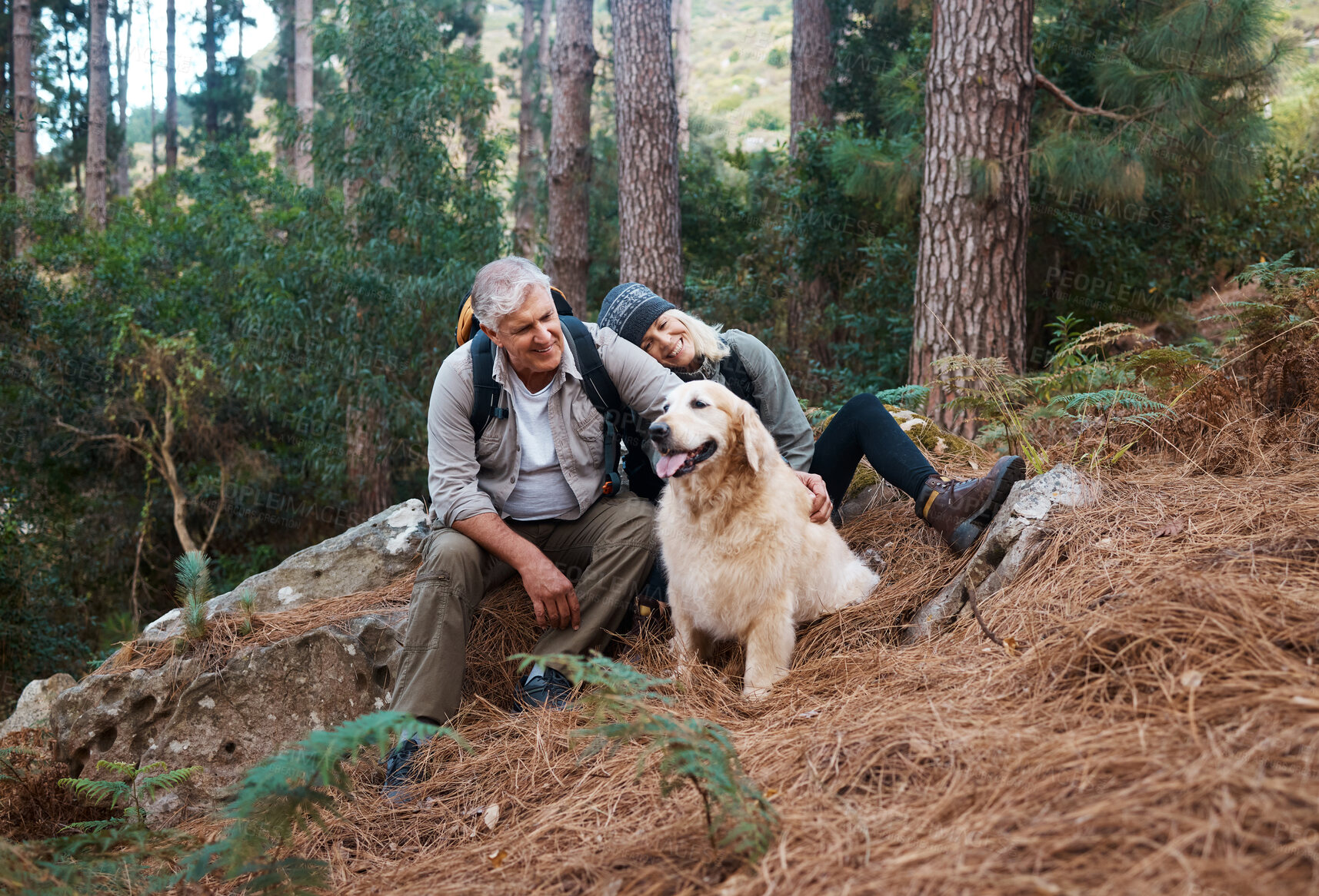 Buy stock photo Nature, hiking and elderly couple with their dog in the forest for wellness cardio exercise. Happy, travel and senior man and woman hikers in retirement trekking with their pet in woods in Australia.