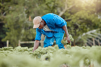 Buy stock photo African man, farmer and harvest with agriculture, work and ecology in kale field for environment or nature. Outdoor, land and garden for sustainability in farming industry for food production in Mali