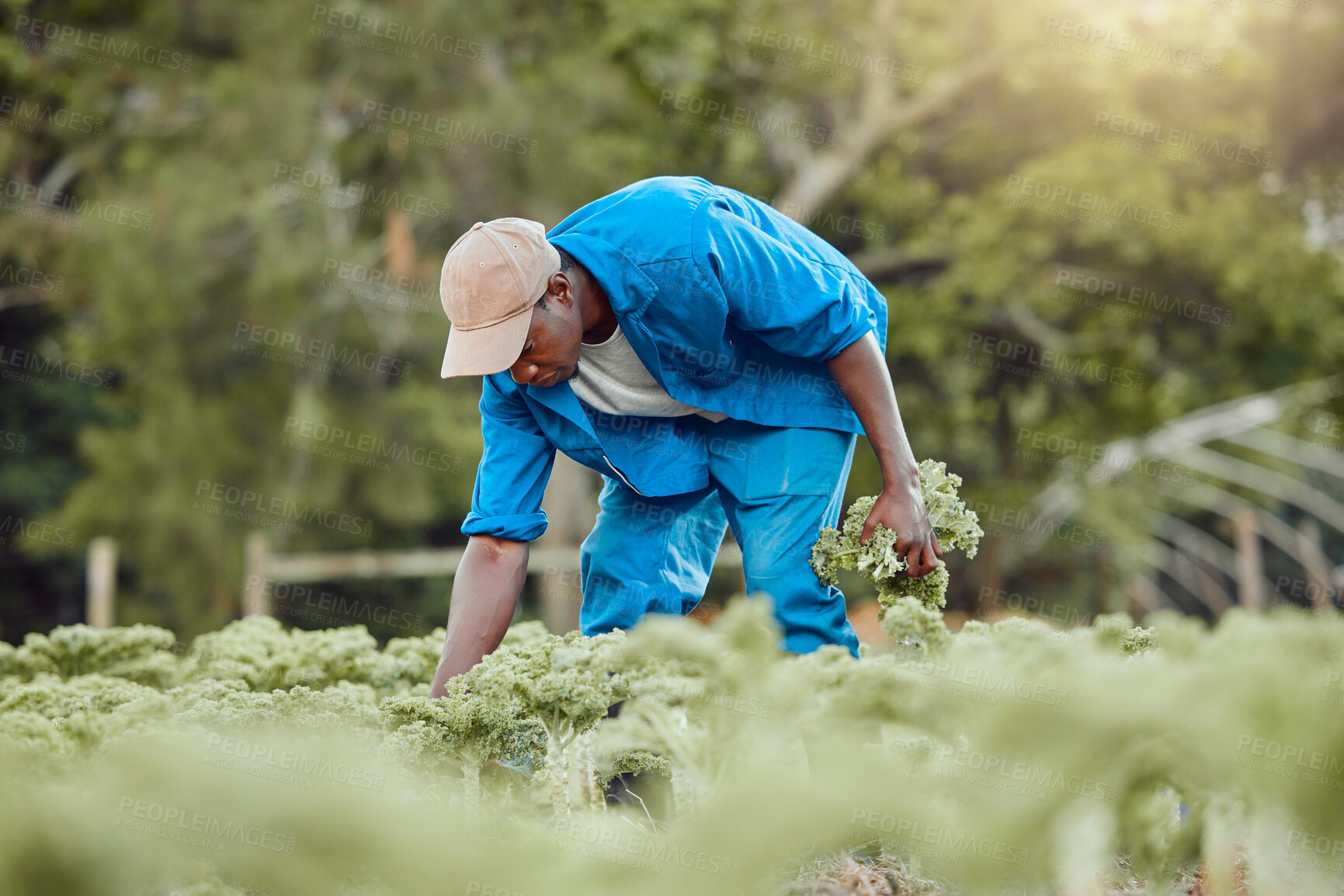 Buy stock photo African man, farmer and harvest with agriculture, work and ecology in kale field for environment or nature. Outdoor, land and garden for sustainability in farming industry for food production in Mali