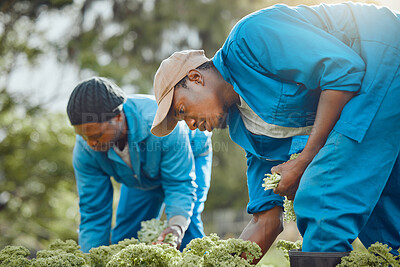 Buy stock photo Black people, farming or plants with vegetables for natural growth, fresh produce or agriculture in nature. African, men or farmers with outdoor crops for harvest, agro business or organic production