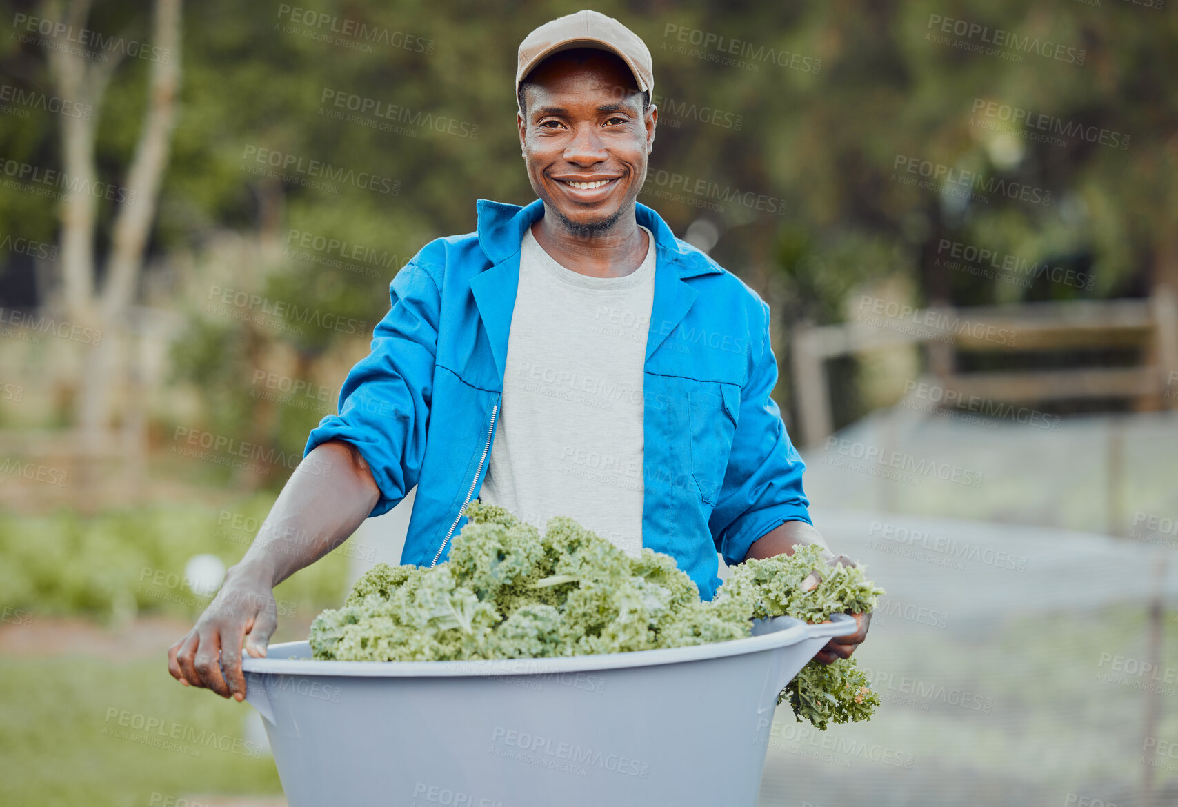 Buy stock photo Happy, black man or portrait with bucket for harvest, agriculture or fresh produce at farm. Young African, male person or farmer with smile or plants for organic production, herbs or crops in Nigeria