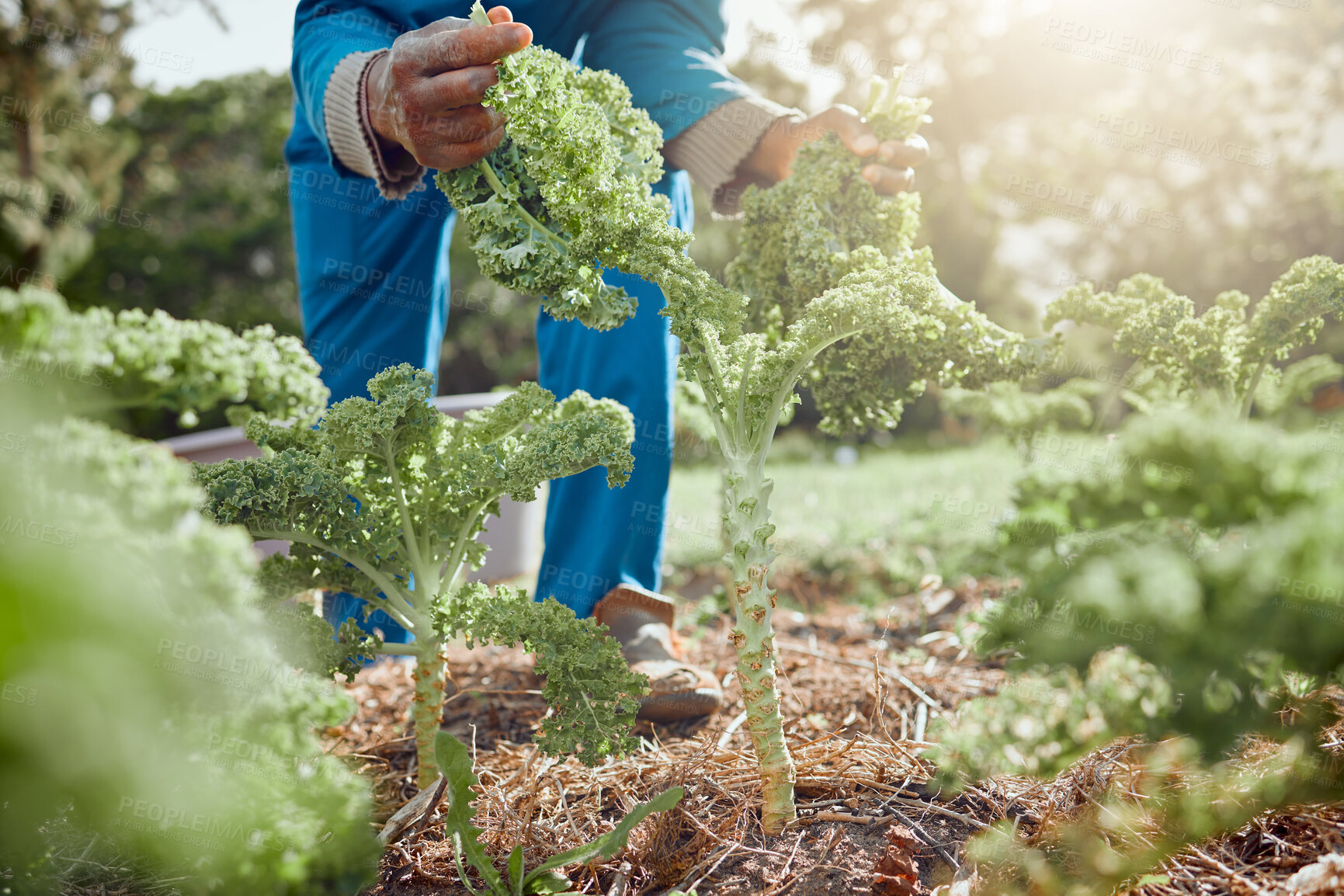 Buy stock photo Man, hands and kale on farm for harvest, agriculture and sustainable agro business. Farmer, vegetables and harvesting crops in Kenya field for local supply, fresh produce or quality assurance in food