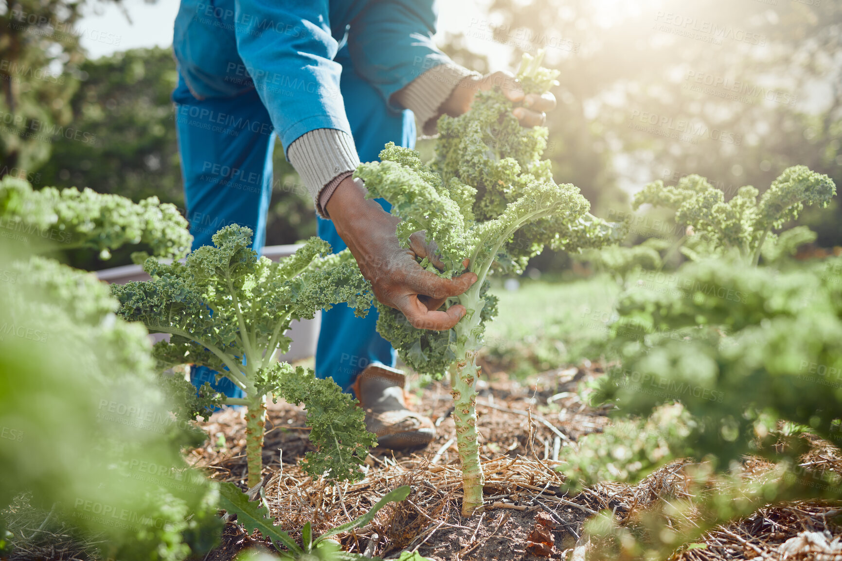 Buy stock photo Man, hands and kale in soil for farming, agriculture and sustainable agro business. Farmer, vegetables and harvesting crops in Kenya field for local supply, fresh produce or quality assurance in food