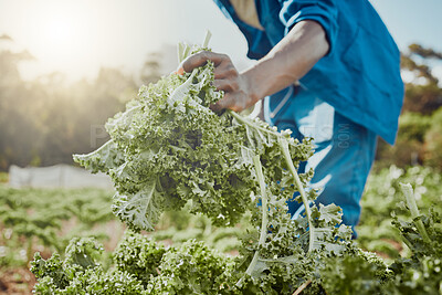 Buy stock photo Man, hands and kale on farm for growth, agriculture and sustainable agro business. Farmer, vegetables and harvesting crops in Kenya field for local supply, fresh produce and quality assurance in food