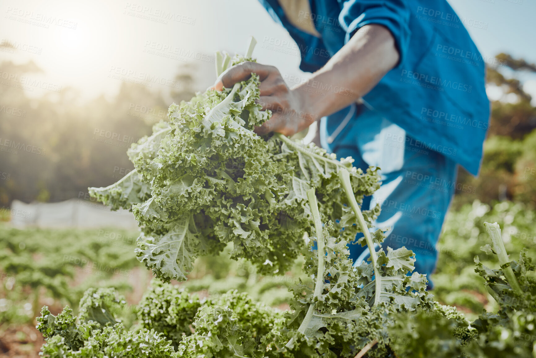 Buy stock photo Man, hands and kale on farm for growth, agriculture and sustainable agro business. Farmer, vegetables and harvesting crops in Kenya field for local supply, fresh produce and quality assurance in food