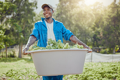 Buy stock photo Happy, black man and harvest with bucket for agriculture, fresh produce or growth at farm. Young African, male person or farmer with smile or bunch plants for organic production, herbs or crops