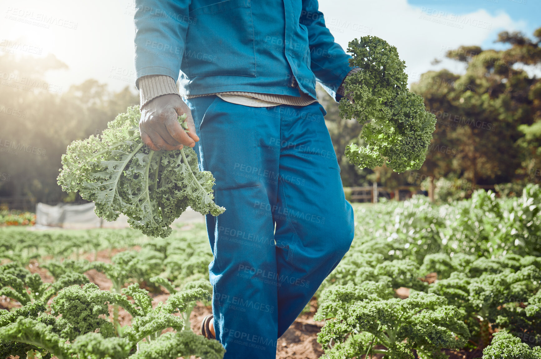 Buy stock photo Man, hands and kale on farm for gathering, agriculture or sustainable agro business. Farmer, vegetables or harvesting crops in Kenya field for local supply, fresh produce or quality assurance in food