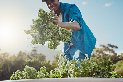 Buy stock photo Black man, harvest and kale in field for farming, agriculture and sustainable agro business. Farmer, vegetables and picking crops in Kenya for local supply, fresh produce or quality assurance in food