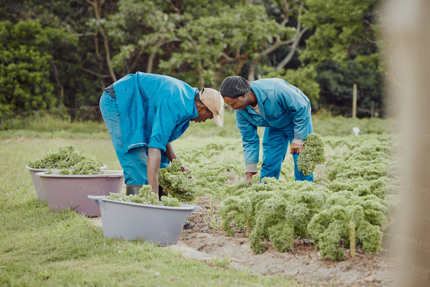 Buy stock photo Black people, bucket or farming with plants for vegetables, natural growth or fresh produce in nature. African men, farmers and agriculture with crops for harvest, agro business or organic production