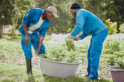 Buy stock photo Black people, plants and harvest with bucket of vegetables for natural growth, fresh produce or agriculture in nature. African, men or farmers with crops for agro business or organic production