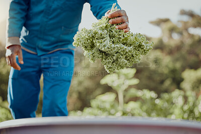 Buy stock photo Man, hands or kale on farm for inspection, agriculture or sustainable agro business. Farmer, vegetables or harvesting crops in Kenya field for local supply, fresh produce or quality assurance in food