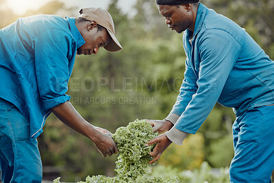 Buy stock photo Black people, harvest and farming with plant for vegetables, natural growth or fresh produce in nature. African men, farmers and agriculture with crops for agro business, organic production or garden