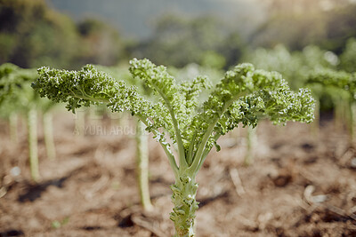 Buy stock photo Kale, plants and growth on farm for agriculture, sustainability and agro business in Kenya. Vegetables, development and healthy produce in fertilizer for antioxidants, vitamins or nutrition rich food