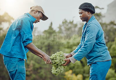 Buy stock photo Black people, plant or farming with harvest for conservation, natural growth or fresh produce in nature. African men, farmers or agriculture with crops for agro business, organic production or garden