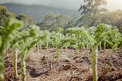 Buy stock photo Kale, plants and growth on farm for sustainability, agriculture and agro business in Kenya. Vegetables, development and healthy produce in fertilizer for antioxidants, vitamins or nutrition rich food