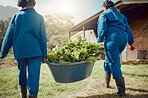 Spinach over kale