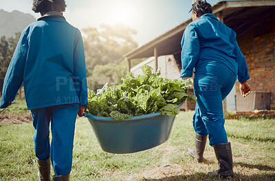 Buy stock photo Women, bucket and harvest with leaves for farming, agriculture or natural organic production in nature. Back view, farmers or people carrying stock, green crops or fresh produce for agro business