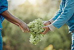 From the garden into kale chips