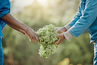 Buy stock photo People, hands and plant with harvest for farming, conservation or fresh produce in nature. Closeup, farmers or agriculture with vegetables for agro business, organic production or natural growth