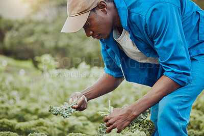 Buy stock photo Black man, farming and plants with vegetables for natural growth, produce or agriculture in nature. Young African, male person or farmer with crops for harvest, agro business or organic production